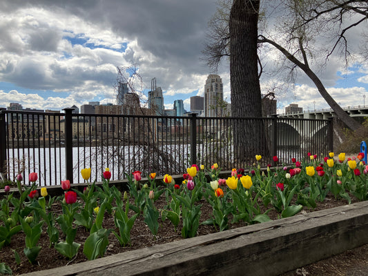 Minneapolis Skyline with Tulips on Main Street