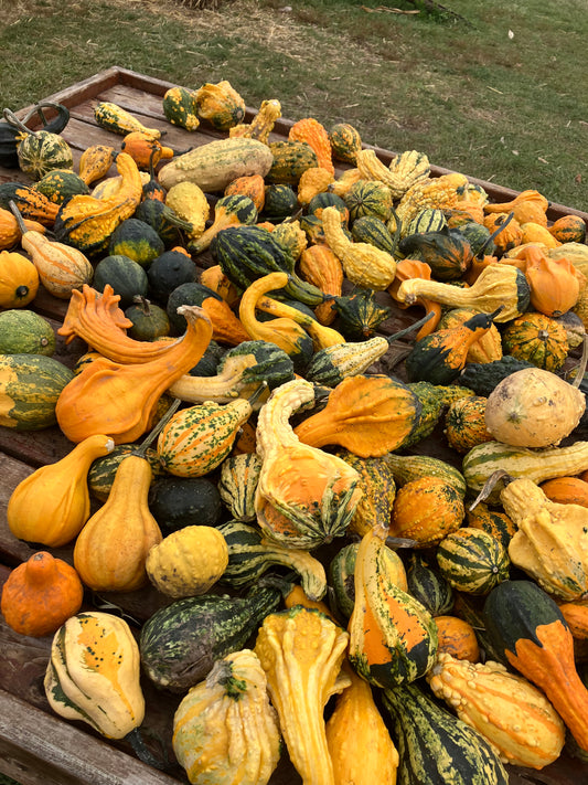 October 2023 Recap - Pumpkin Patches and Apple Orchards!