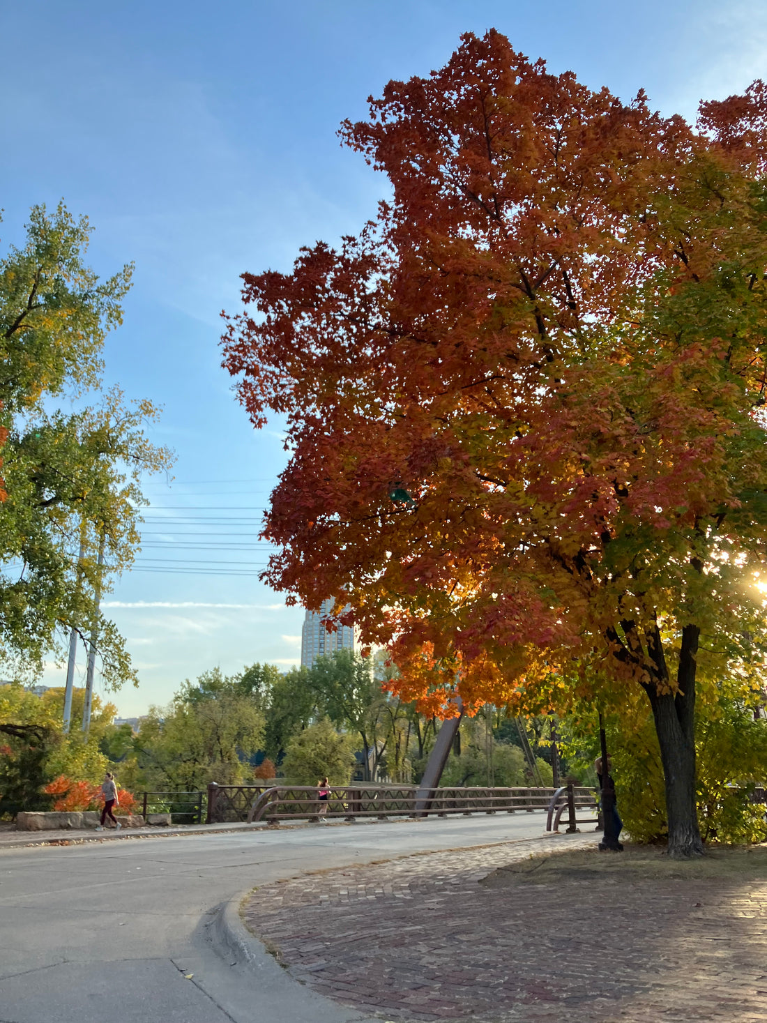 Autumn trees in Minneapolis 