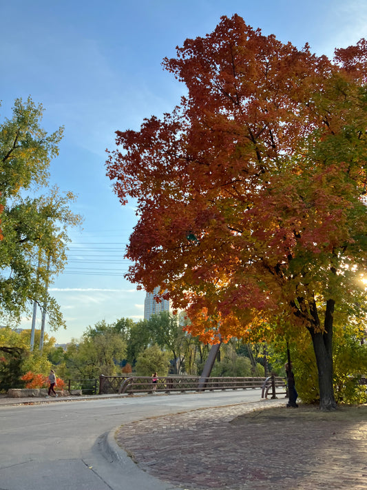 Autumn trees in Minneapolis 