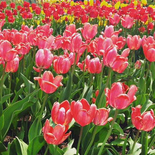 Pink, red and yellow tulips.