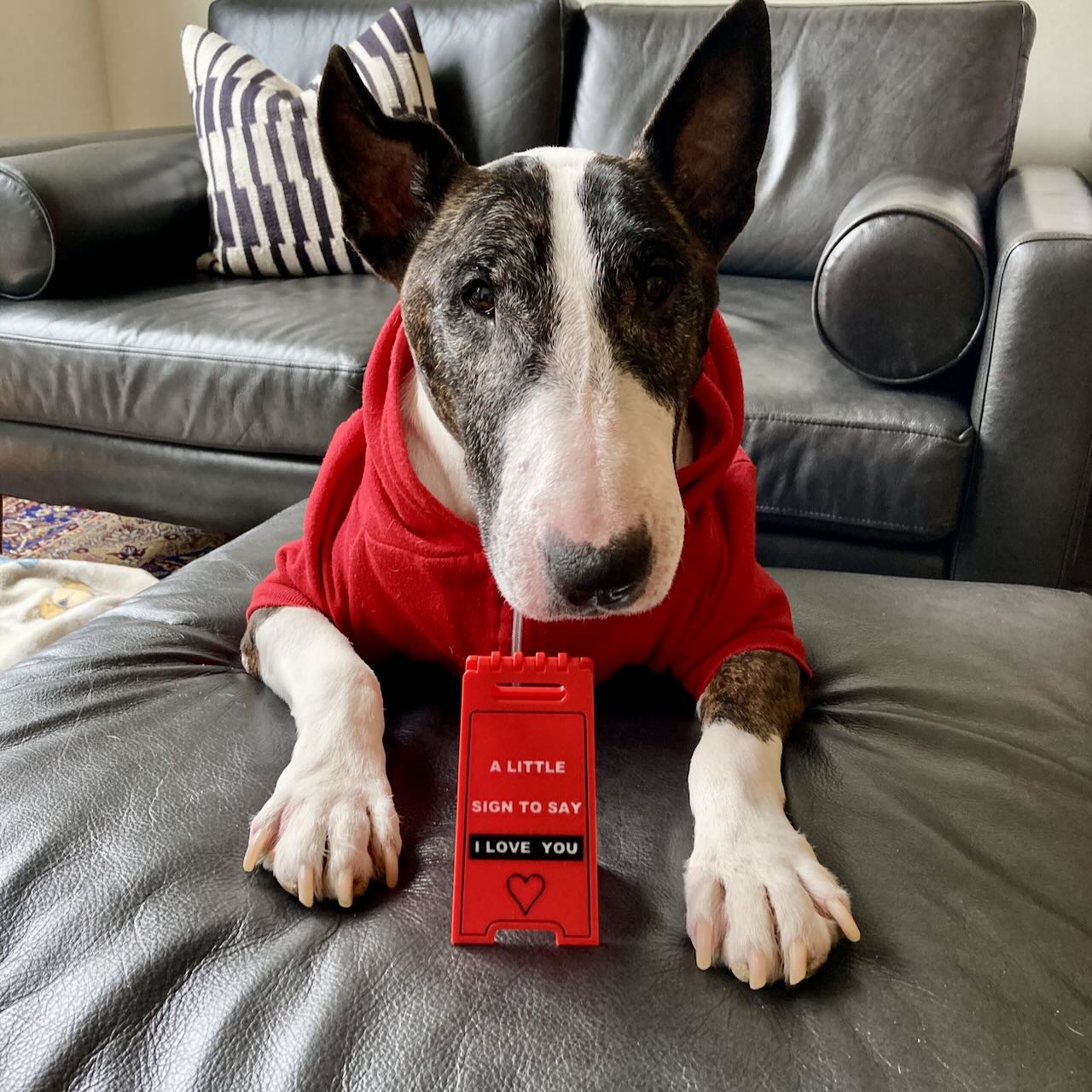 A English Bull Terrier wearing a red sweater with a 3D printed small hinged red Valentine's Day decorative sign with the phrase 'A LITTLE SIGN TO SAY I LOVE YOU'.