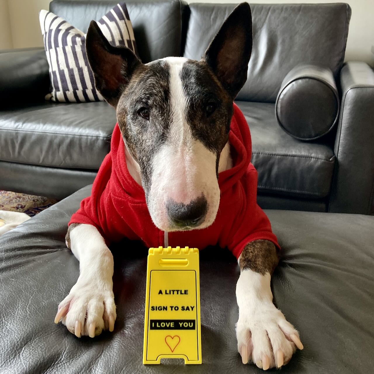 A English Bull Terrier wearing a red sweater with a 3D printed small hinged yellow Valentine's Day decorative sign with the phrase 'A LITTLE SIGN TO SAY I LOVE YOU'.