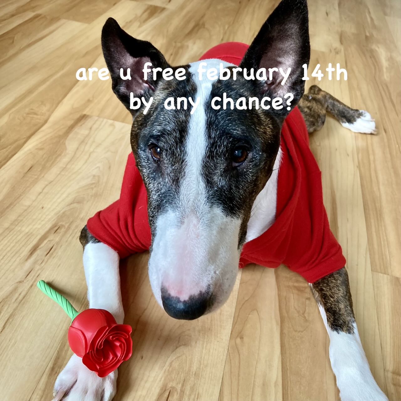 A English Bull Terrier wearing a red sweater with a 3D printed rose, text asking, "are u free February 14th by any chance?"