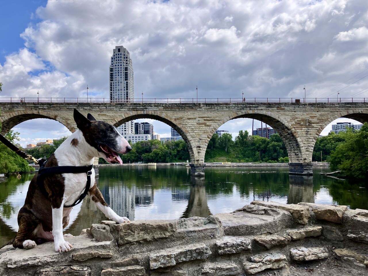 English Bull Terrier dog sitting on stone  by a river with a bridge and buildings in the background.